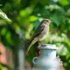 8 Tips For Getting That Wren To Visit Your Yard 9 Wren To Visit Your Yard